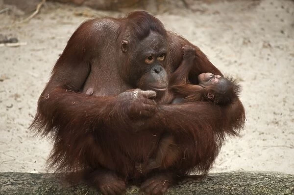 Orangutan -Pongo pygmaeus-, adult female holding an infant, captive, Germany