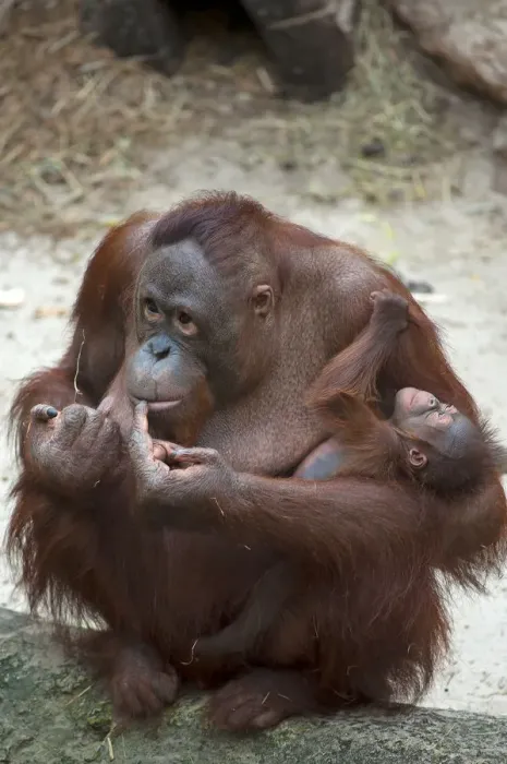 Framed Print : Orangutan -Pongo pygmaeus-, adult female holding an infant, captive, Germany Framed Print : Orangutan -Pongo pygmaeus-, adult female holding an infant, captive, Germany
