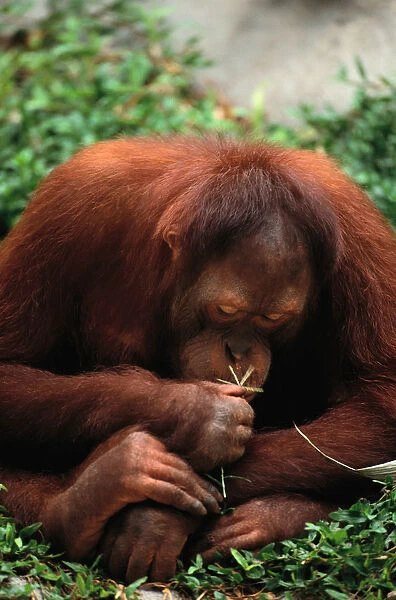 Orangutan (Pongo Pygmaeus), Close-Up