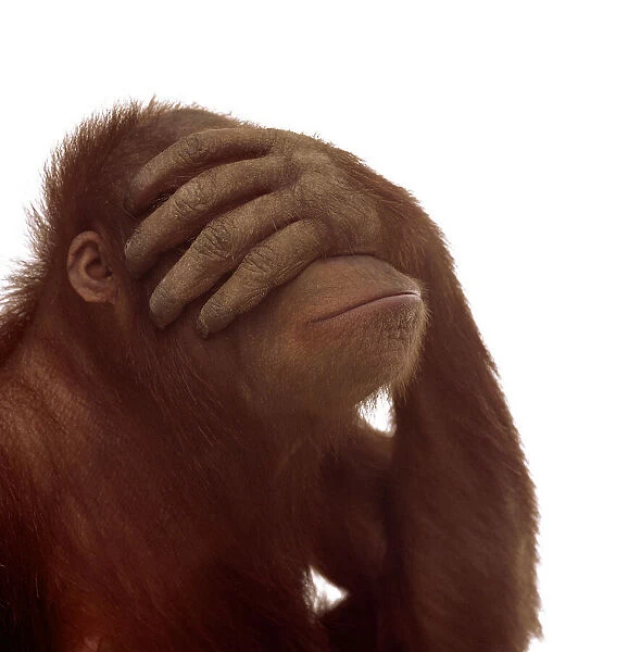 Orangutan (Pongo pygmaeus) covering eyes with hand
