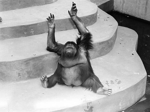Orangutan (Pongo pygmaeus) sitting on concrete steps in zoo