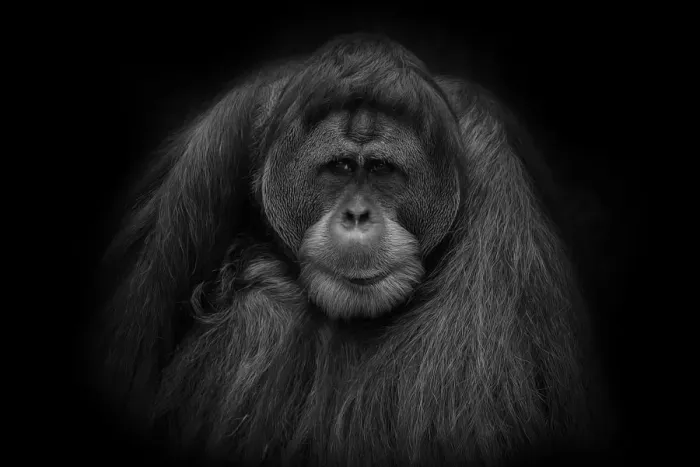 Framed Print : Orangutan Portrait in Black and White Framed Print : Orangutan Portrait in Black and White