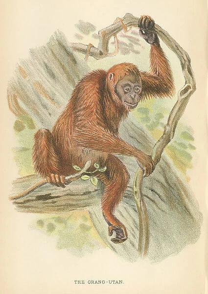 Orangutan primate 1894