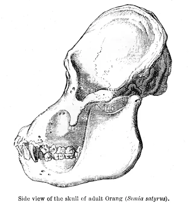 Framed Print : Orangutan skull engraving 1878 Framed Print : Orangutan skull engraving 1878