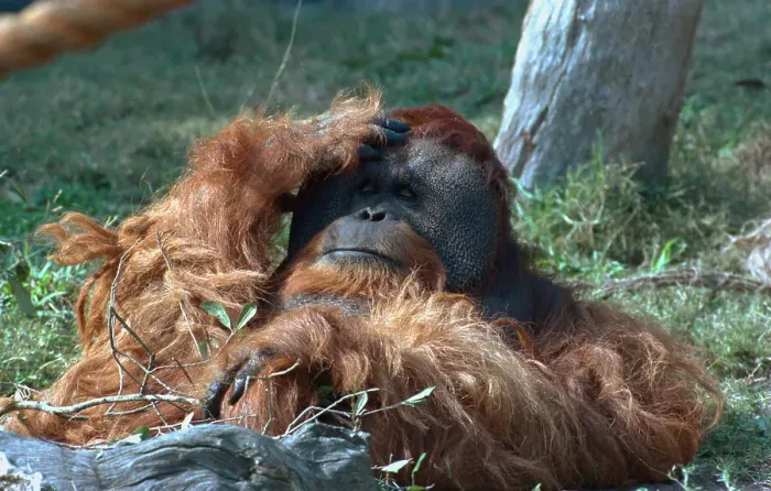 Framed Print : Orangutan in Unusual Pose Framed Print : Orangutan in Unusual Pose