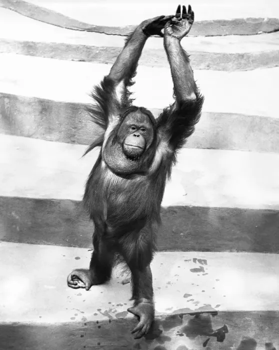Framed Print : Orangutan w / arms up Framed Print : Orangutan w / arms up