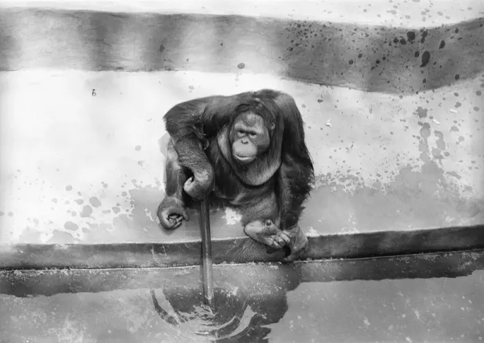 Framed Print : Orangutan in zoo Framed Print : Orangutan in zoo