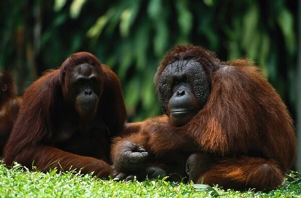 Orangutans (Pongo Pygmaeus)