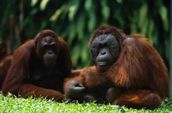 Framed Print : Orangutans (Pongo Pygmaeus) Framed Print : Orangutans (Pongo Pygmaeus)