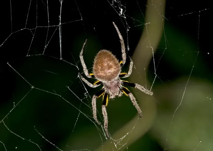 Framed Print : Orb weaver -Eriophora ravilla-, Tambopata Nature Reserve, Madre de Dios region, Peru Framed Print : Orb weaver -Eriophora ravilla-, Tambopata Nature Reserve, Madre de Dios region, Peru