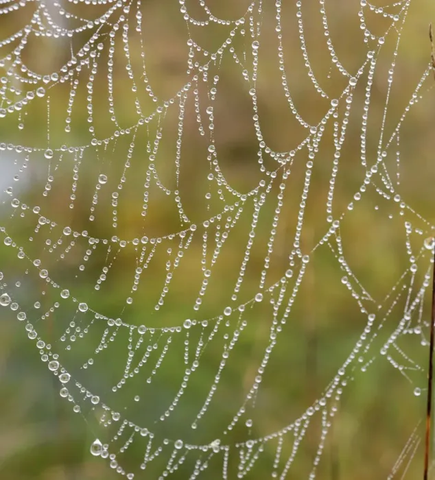 Framed Print : Orb web of a Garden Cross Spider -Araneus diadematus- with dew drops, Bavaria, Germany Framed Print : Orb web of a Garden Cross Spider -Araneus diadematus- with dew drops, Bavaria, Germany