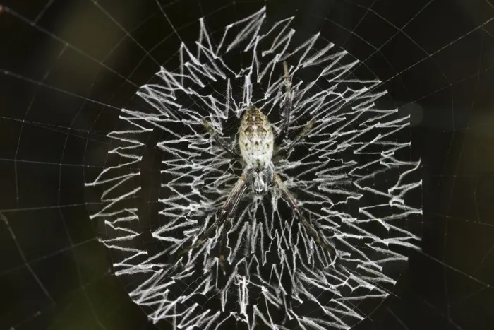 Framed Print : Orb-web spider, grass cross spider -Argiope catenulata- perched in the center of its circular web with a zig-zag pattern of white spider silk or stabilimentum, Tambopata Nature Reserve, Madre de Dios Region, Peru Framed Print : Orb-web spider, grass cross spider -Argiope catenulata- perched in the center of its circular web with a zig-zag pattern of white spider silk or stabilimentum, Tambopata Nature Reserve, Madre de Dios Region, Peru