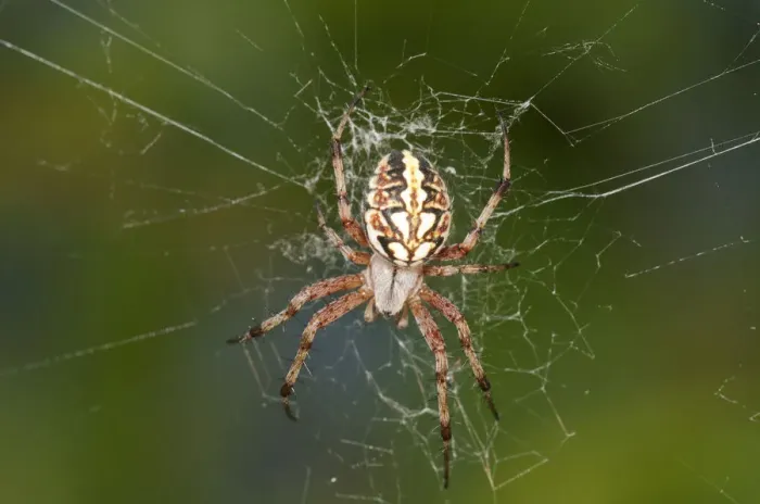 Framed Print : Orb-web Spider -Neoscona adianta- in its net, Lake Kerkini region, Greece, Europe Framed Print : Orb-web Spider -Neoscona adianta- in its net, Lake Kerkini region, Greece, Europe