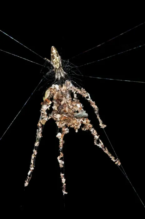 Framed Print : Orb-web Spider species -probably Cyclosa spec. -, building spider dummies with several legs from plant debris and dead insects to deflect from enemy attacks, Tambopata Nature Reserve, Madre de Dios Region, Peru Framed Print : Orb-web Spider species -probably Cyclosa spec. -, building spider dummies with several legs from plant debris and dead insects to deflect from enemy attacks, Tambopata Nature Reserve, Madre de Dios Region, Peru