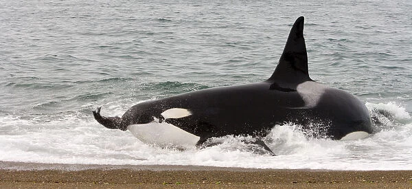 Orca (Orcinus orca) catching sea lion