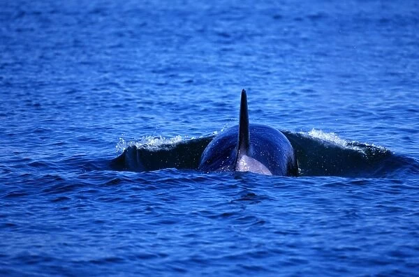 Orca Whale, Glacier National Park, Alaska