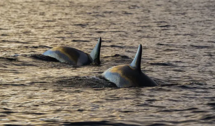 Framed Print : Orcas in the morning light Framed Print : Orcas in the morning light