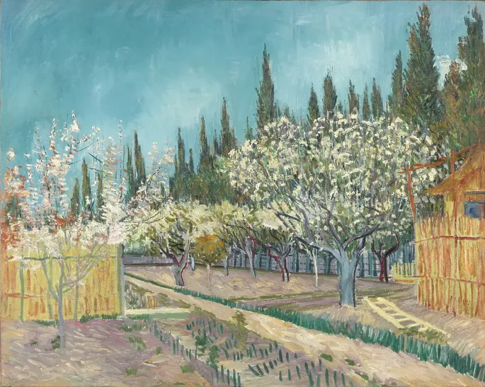 Framed Print : Orchard Bordered By Cypresses Framed Print : Orchard Bordered By Cypresses