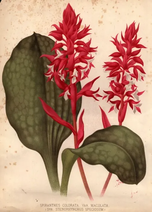 Framed Print : Orchid. circa 1800: The orchid spiranthes colorata, var maculata Framed Print : Orchid. circa 1800: The orchid spiranthes colorata, var maculata