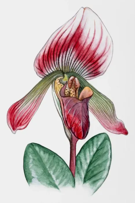 Framed Print : Orchid Framed Print : Orchid
