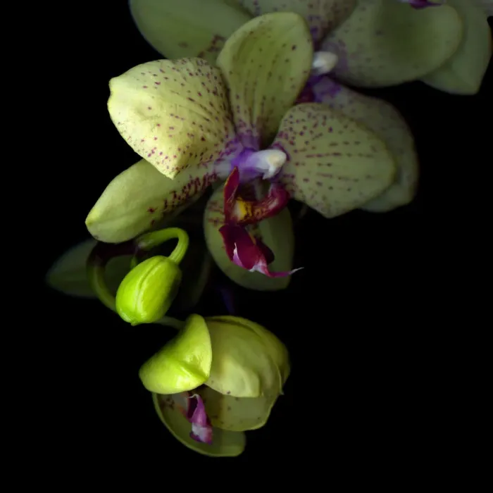 Framed Print : Orchids against dark background Framed Print : Orchids against dark background