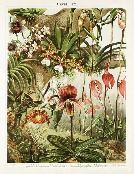 Orchid Antique Chromolithograph 1896
