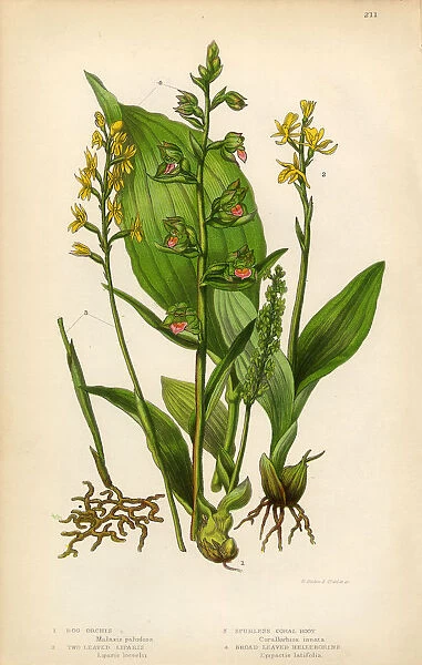 Orchid, Bog Orchid, Liparis, Coral Root, Helleborine Victorian Botanical Illustration