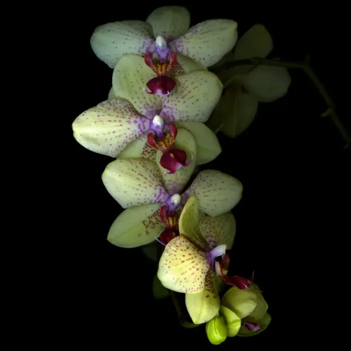 Framed Print : Orchid Cascade Framed Print : Orchid Cascade