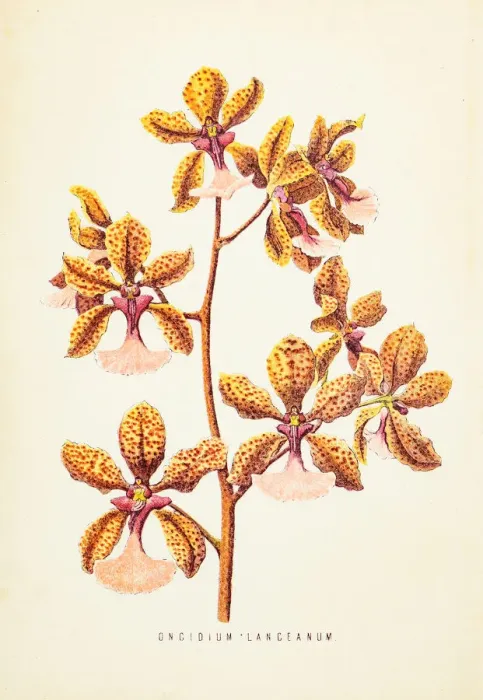 Framed Print : Orchid flower engraving 1874