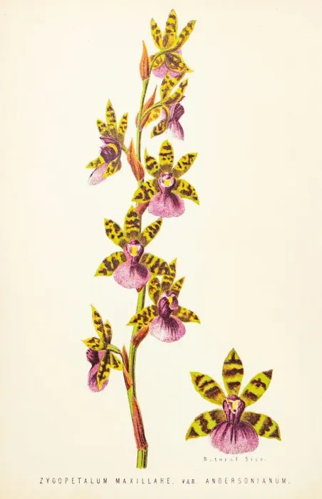 Framed Print : Orchid flower engraving 1874