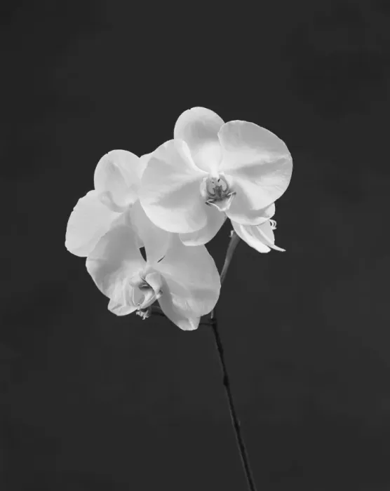 Framed Print : Orchid flowers against grey background, close-up Framed Print : Orchid flowers against grey background, close-up
