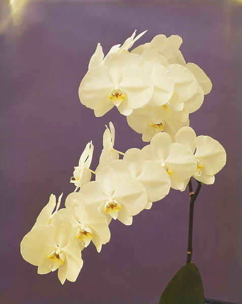 Orchid flowers on purple background, close-up