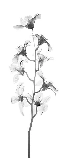 Orchid (Hybrid dendrobium phalaenopsis), X-ray