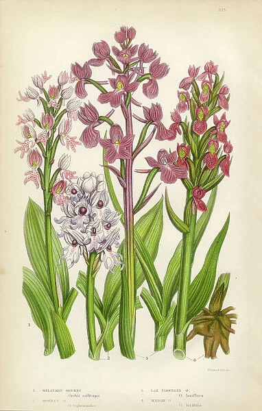 Orchid, Marsh Orchid, Military Orchid Victorian Botanical Illustration