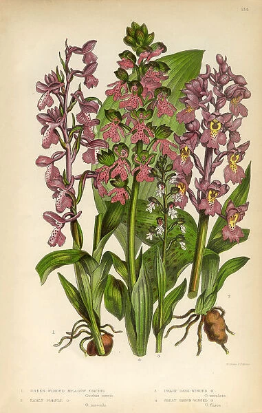 Orchid, Meadow Orchid, Winged Orchid Victorian Botanical Illustration