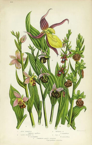Orchid, Ophrys, Bee Ophrys, Ladyas Slipper Victorian Botanical Illustration