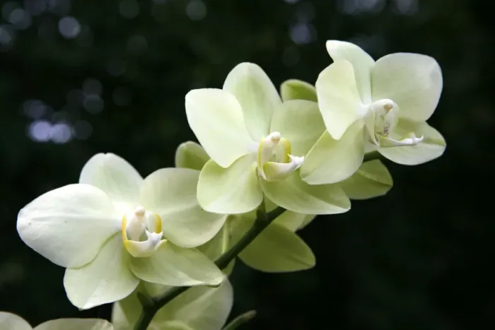 Framed Print : Orchid -Orchidaceae-, flower