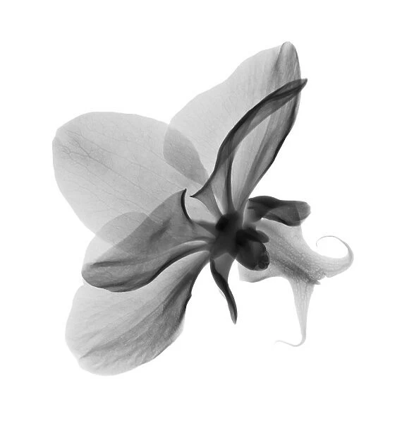 Orchid (Phalaenopsis sp. ) flower, X-ray