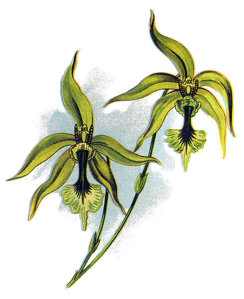 Orchid Species - Coelogyne pandurata
