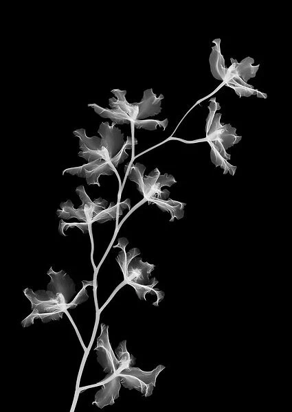 Orchid stem (Phalaenopsis sp. ), X-ray