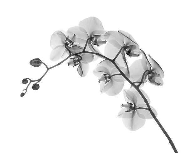 Orchid stem (Phalaenopsis sp. ), X-ray