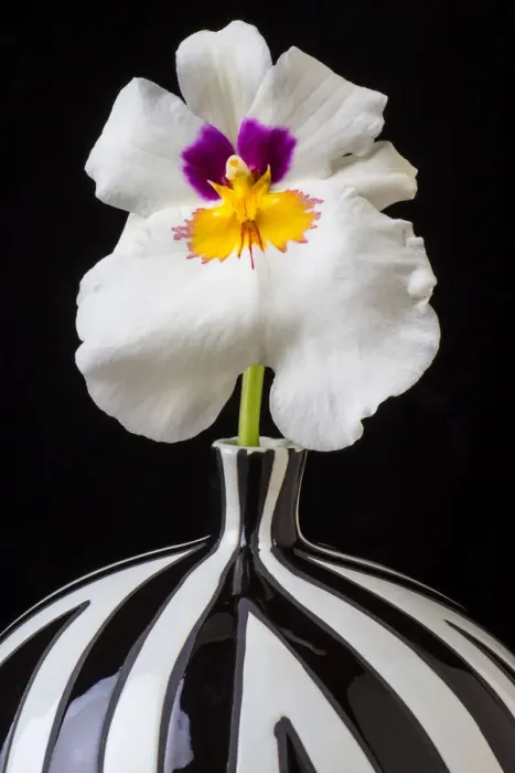 Framed Print : Orchid striped vase, f, ower. petals Framed Print : Orchid striped vase, f, ower. petals