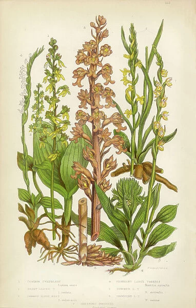 Orchid, Twayblade, Neottia, Listera, Ladyas Tresses, Spiranthes Victorian Botanical Illustration