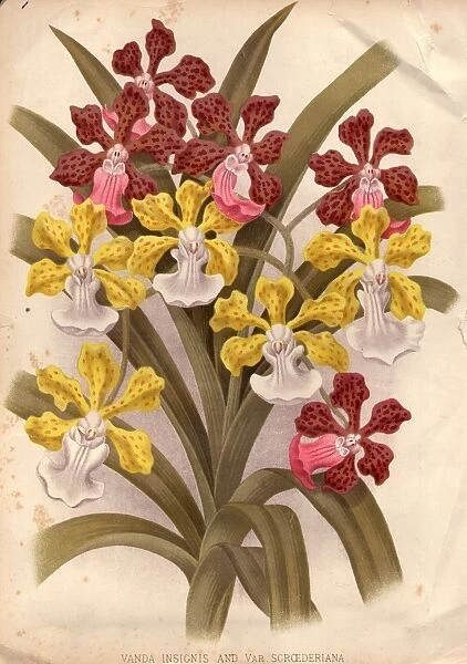 Orchids. circa 1800: Two orchids, vanda insignis and var scroederiana