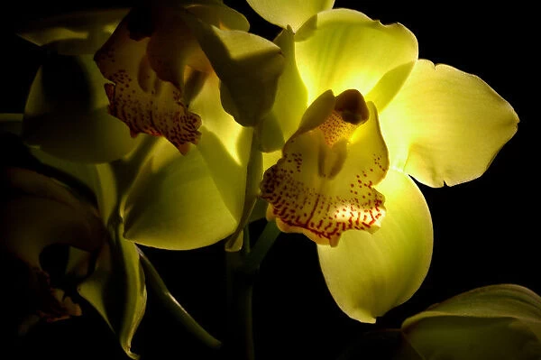Orchids with sunlight