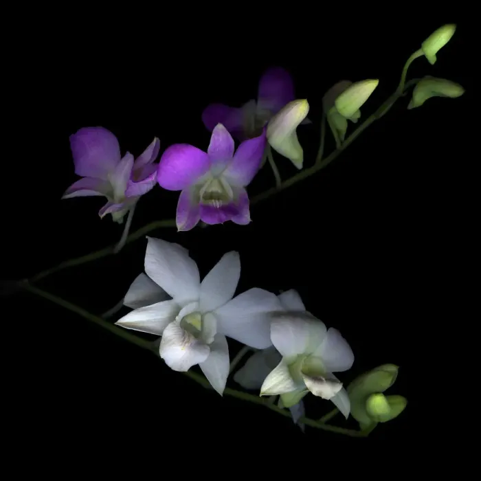 Framed Print : Orchids. Purple white Dendrobium Orchids edible blooms