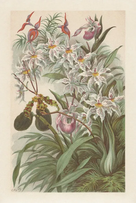 Framed Print : Orchids, chromolithograph, published in 1894 Framed Print : Orchids, chromolithograph, published in 1894