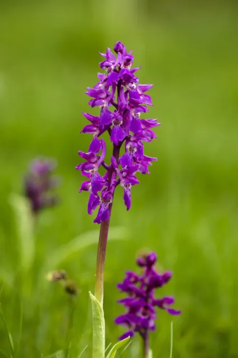 Framed Print : Orchids, Hautes Pyrenees, France Framed Print : Orchids, Hautes Pyrenees, France