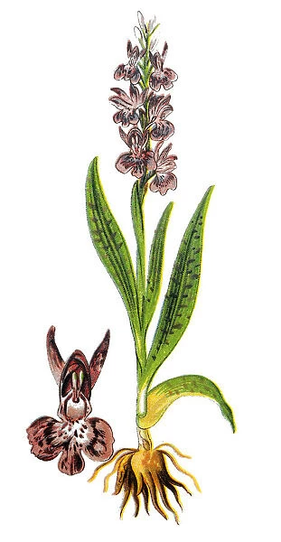 Orchis latifolia