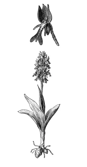 Framed Print : Orchis militaris, the military orchid Framed Print : Orchis militaris, the military orchid